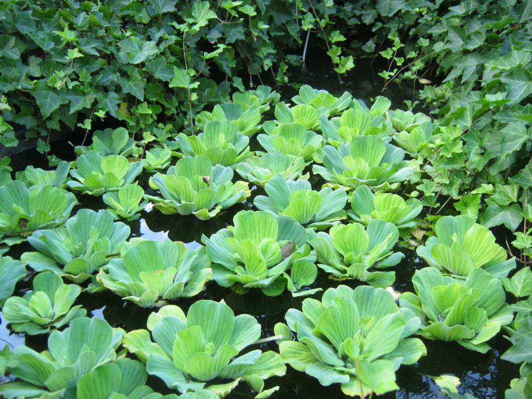 water lettuce venereal infectious remedy diseases powerful plant