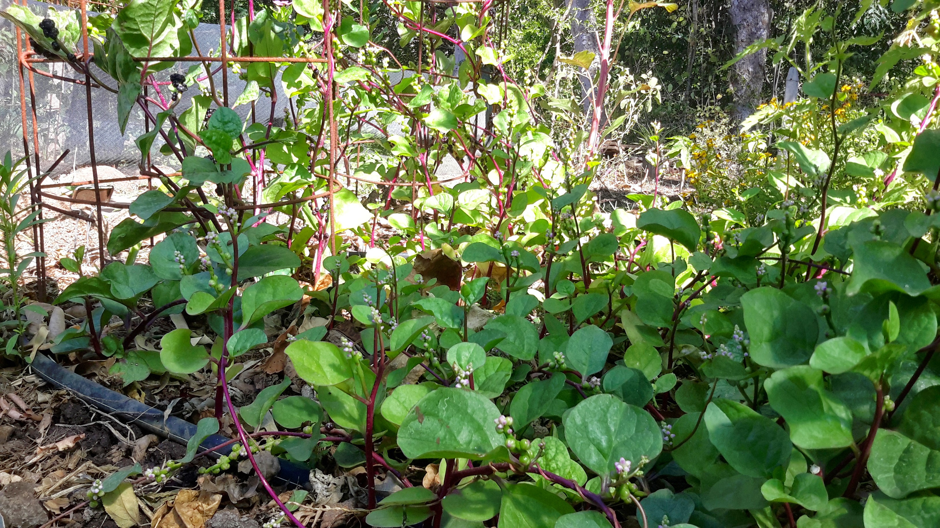 Medicinal Usage of Indian Spinach - Basella alba Linn